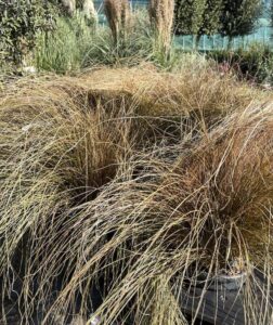 Carex comans 'Milk Chocolate' CL9