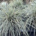 Carex oshimensis EverColor ® Everest 'Fiwhite'