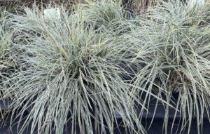 Carex oshimensis EverColor ® Everest 'Fiwhite'