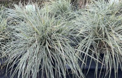 Carex oshimensis EverColor ® Everest 'Fiwhite'