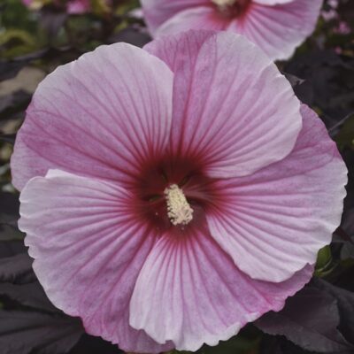 Hibiscus moscheutos Summerific® 'Starry Starry Night'