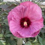 Hibiscus moscheutos Summerific® 'Berry Awesome'