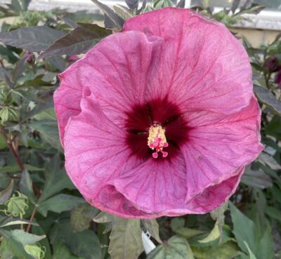 Hibiscus moscheutos Summerific® 'Berry Awesome'