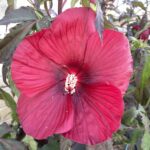 Hibiscus moscheutos Summerific® 'Midnight Marvel'