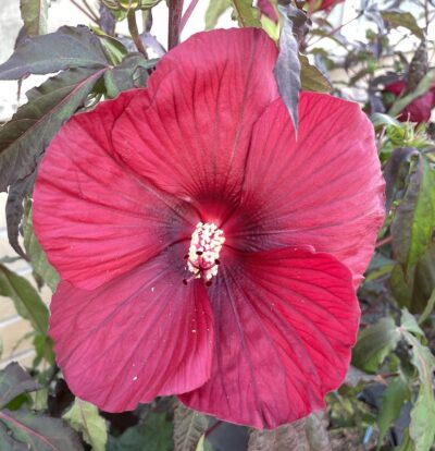 Hibiscus moscheutos Summerific® 'Midnight Marvel'