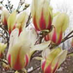 Magnolia 'Sunrise'
