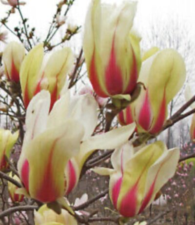 Magnolia 'Sunrise'