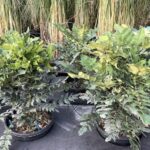 Mahonia x media 'Winter Sun'