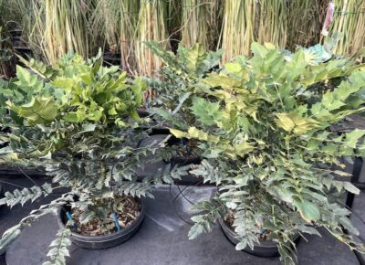 Mahonia x media 'Winter Sun'