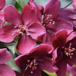 Malus 'Royalty' Fiori
