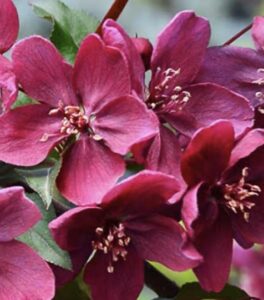 Malus 'Royalty' Fiori