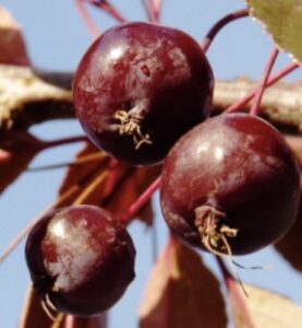 Malus 'Royalty' Frutti