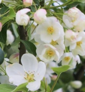 Malus x robusta 'Yellow Siberian' Fiori