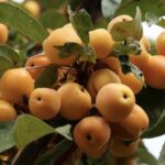 Malus x robusta 'Yellow Siberian' Frutti