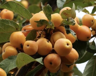 Malus x robusta 'Yellow Siberian' Frutti
