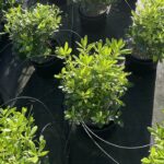 Pittosporum tobira 'Nana' PITOSPORO NANO