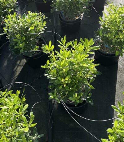 Pittosporum tobira 'Nana' PITOSPORO NANO