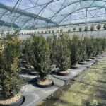 Buxus sempervirens ‘Arborescens’- BOSSO