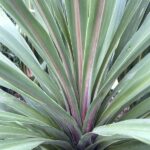 Cordyline australis 'Peko'