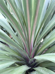 Cordyline australis 'Peko'