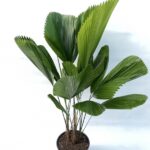 Licuala grandis