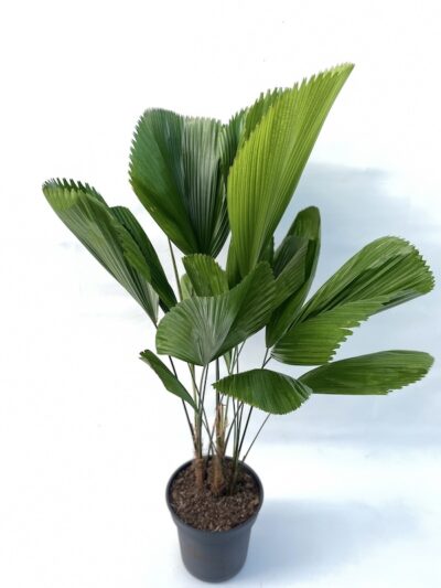 Licuala grandis