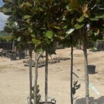 Magnolia grandiflora 'Francois Treyve'
