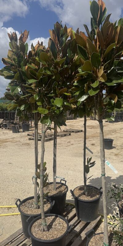 Magnolia grandiflora 'Francois Treyve'