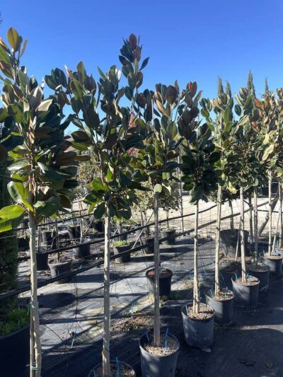 Magnolia grandiflora 'Francois Treyve' MF