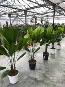 Piante di Licuala grandis