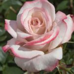 ROSA LYON LUMIERES