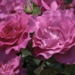 ROSA MANOU MEILLAND