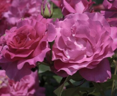 ROSA MANOU MEILLAND