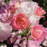 ROSA PINK CHANTILLY