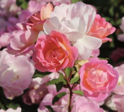 ROSA PINK CHANTILLY