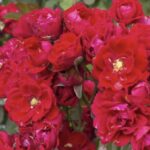 Rosa Moulin Rouge