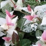 Trachelospermum 'Tricolor' RINCOSPERMO TRICOLORE