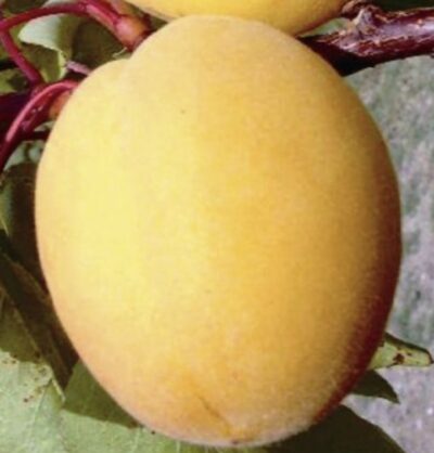 ALBICOCCO DULCINEA