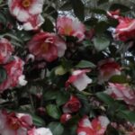 Camellia japonica MARMORATA