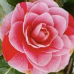 Camellia japonica PROF. FILIPPO PARLATORE