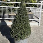 Ilex crenata 'Kinme' Piramide