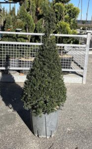 Ilex crenata 'Kinme' Piramide