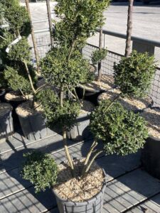 Ilex crenata 'Kinme' Pon Pon