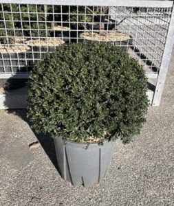 Ilex crenata 'Kinme' Sfera CL18