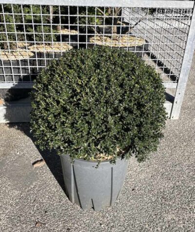 Ilex crenata 'Kinme' Sfera CL18