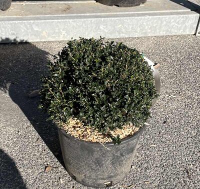 Ilex crenata 'Kinme' Sfera CL9