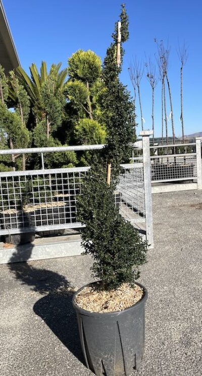 Ilex crenata 'Kinme' Spirale