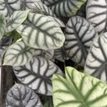 Alocasia Silver Dragon