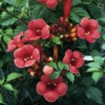 Campsis x tagliabuana 'Flamenco' BIGNONIA