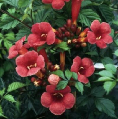 Campsis x tagliabuana 'Flamenco' BIGNONIA